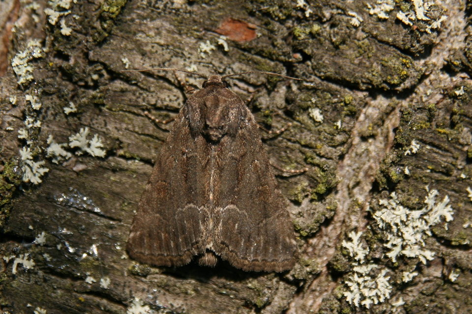 Thalpophila matura - fakó erdeibagoly