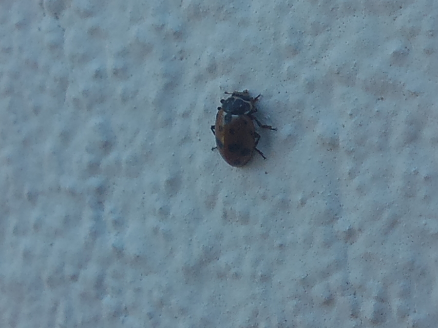 Hippodamia variegata - tizenhárompettyes katica