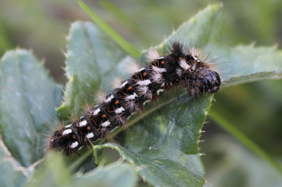 Acronicta rumicis - sóska-szigonyosbagoly Acronicta rumicis - sóska-szigonyosbagoly
