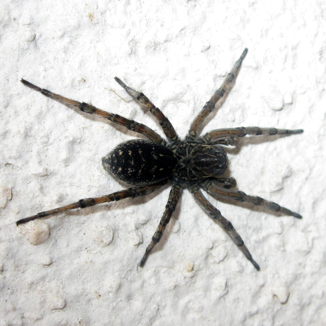 Geolycosa vultuosa - pokoli cselőpók
