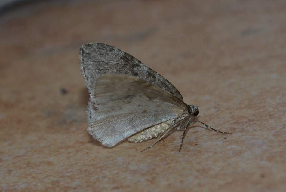 Epirrita christyi/dilutata