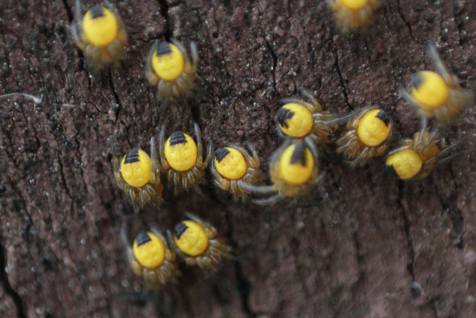 Araneidae - keresztespókok