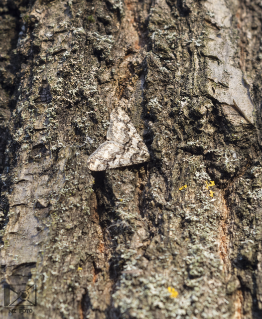 Agriopis leucophaearia - tölgy-tavasziaraszoló