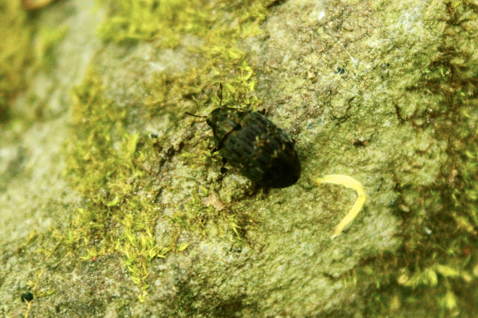 Byrrhus pilula - közönséges labdacsbogár