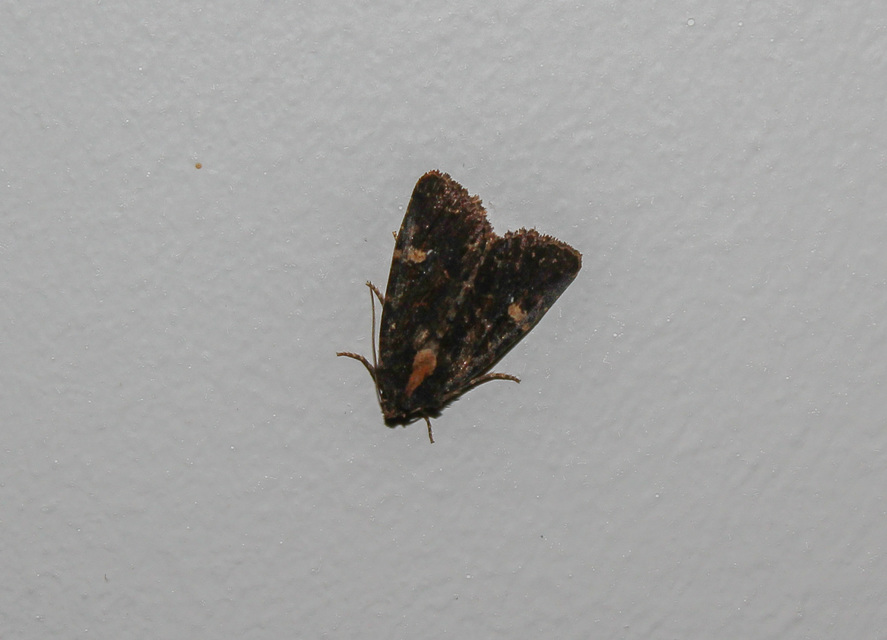 Mesapamea secalella/secalis