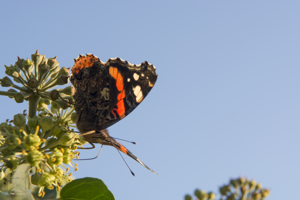 Vanessa atalanta - atalantalepke