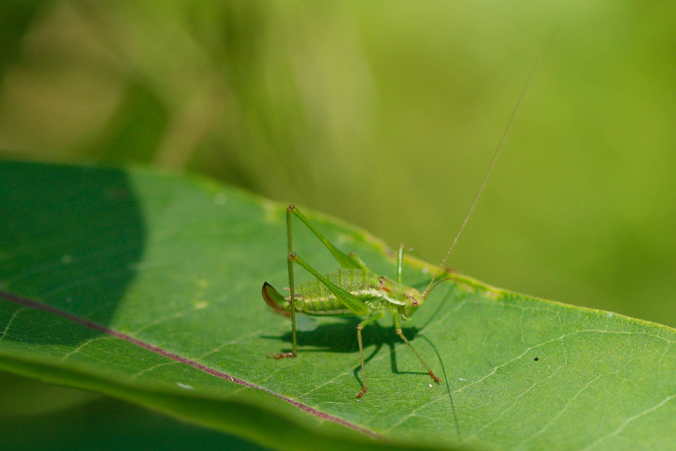 Leptophyes albovittata - közönséges virágszöcske
