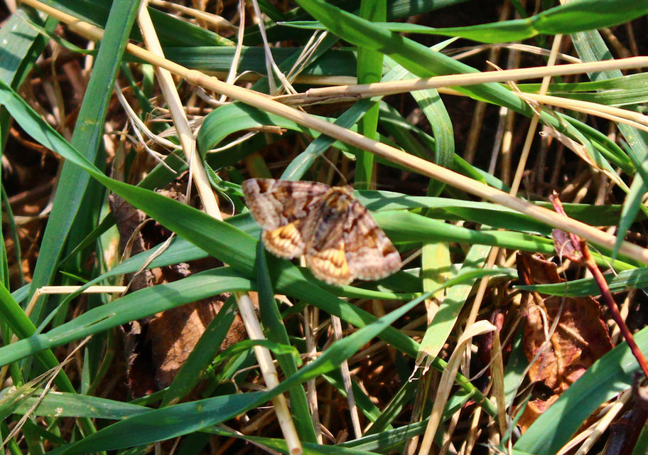 Euclidia glyphica - közönséges nappalibagoly