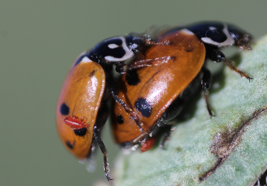 Hippodamia variegata - tizenhárompettyes katica