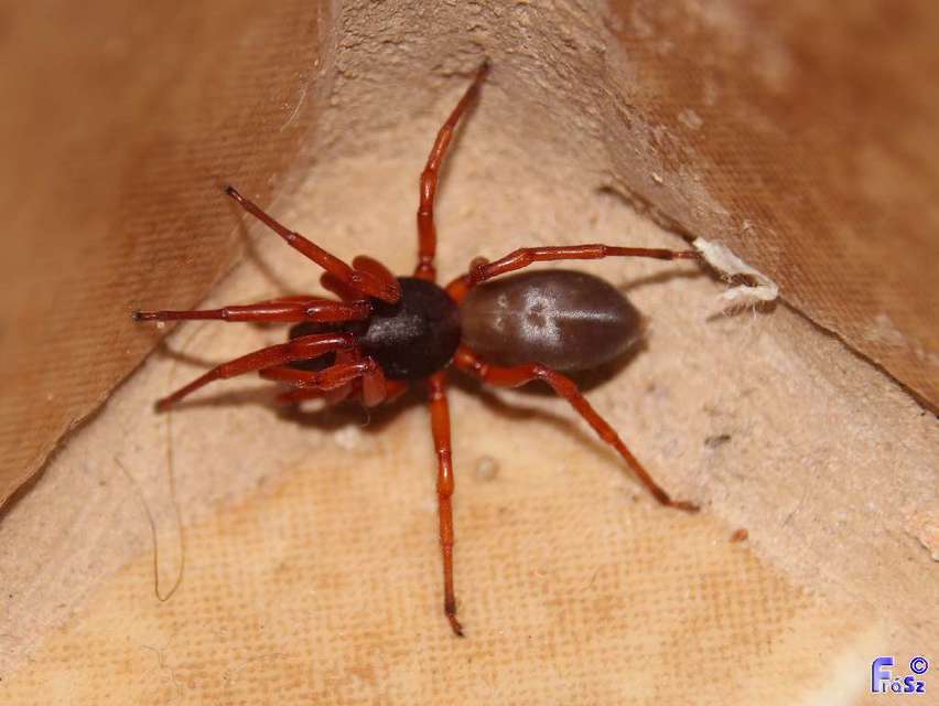 Dysdera