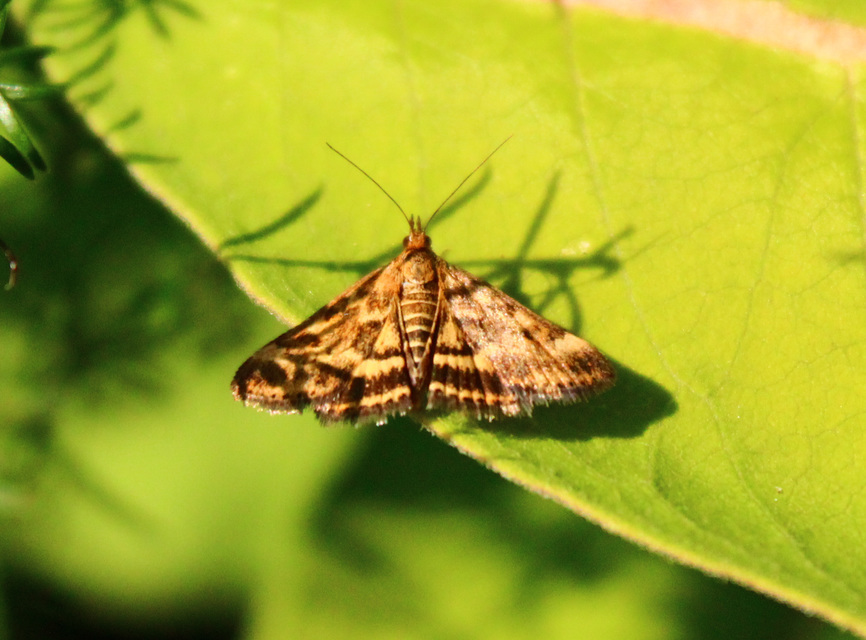 Pyrausta despicata - réti bíbormoly