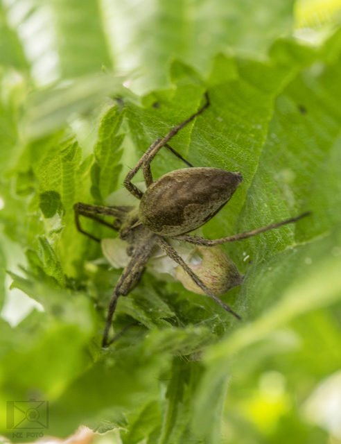 Pisaura mirabilis - csodáspók