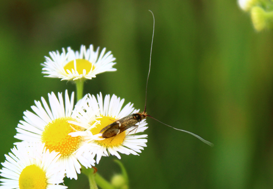 Nemophora raddaella - levantei tőrösmoly