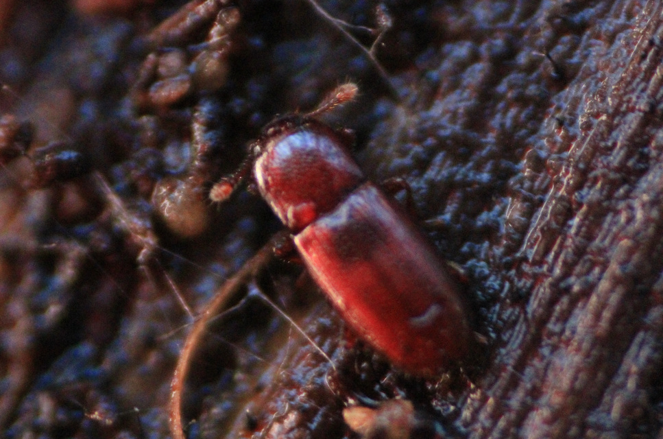 Cerylon ferrugineum - rozsdás kéregbogár Cerylon ferrugineum - rozsdás kéregbogár