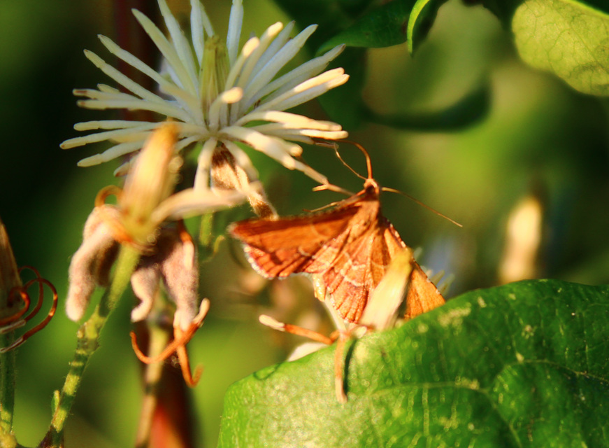 Endotricha flammealis - tüzesszárnyú fényilonca