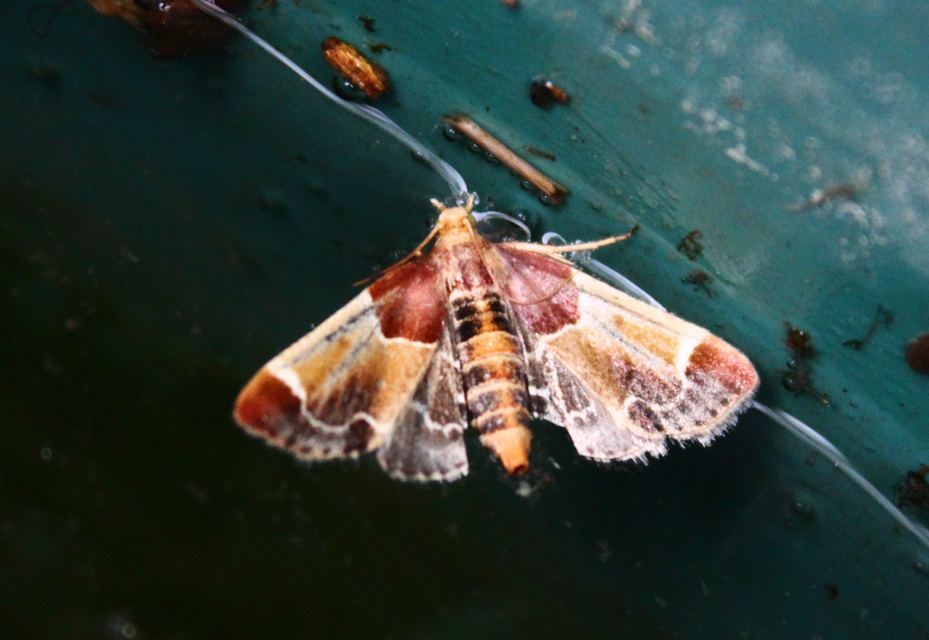 Pyralis farinalis - lisztilonca