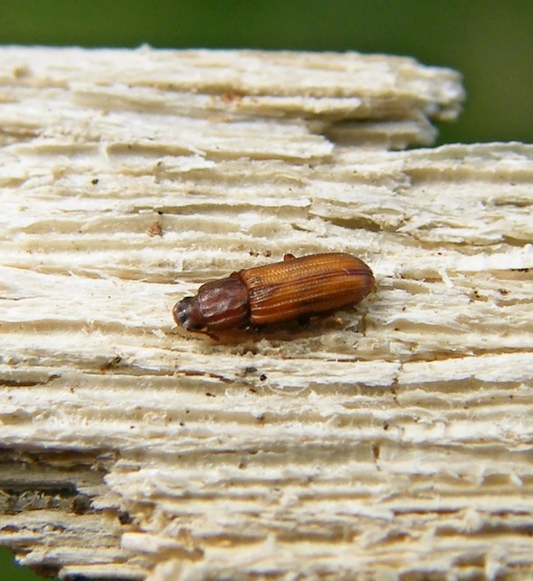 Bitoma crenata - szalagos héjbogár