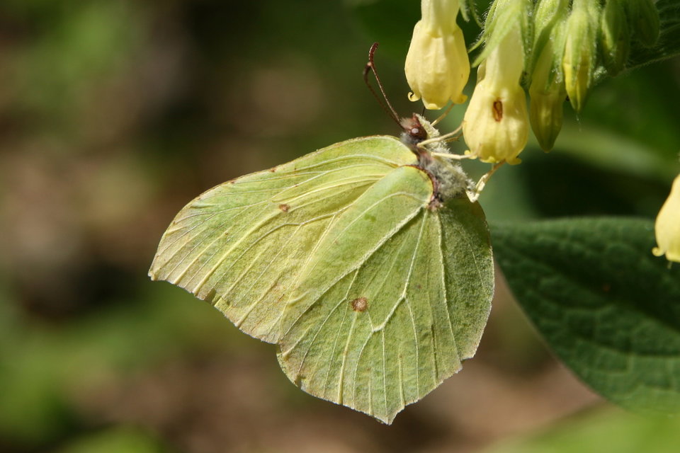 Gonepteryx rhamni - citromlepke