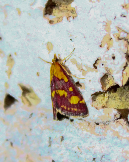 Pyrausta purpuralis - közönséges bíbormoly