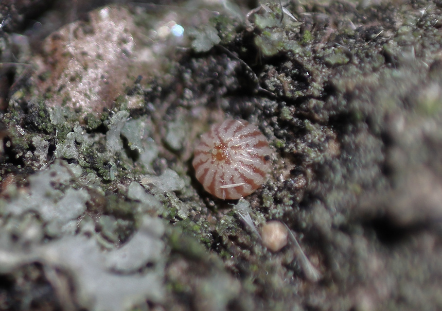 Griposia aprilina - őszi zöldbagoly