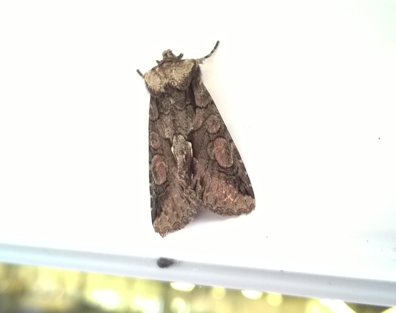 Allophyes oxyacanthae - galagonyabagoly