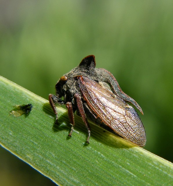 Centrotus cornutus - szarvaskabóca Centrotus cornutus - szarvaskabóca