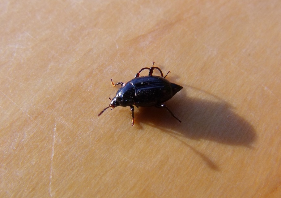 Scaphium immaculatum - görbelábú sajkabogár