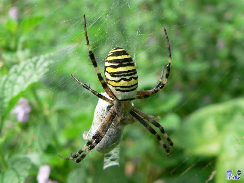 Argiope bruennichi - darázspók