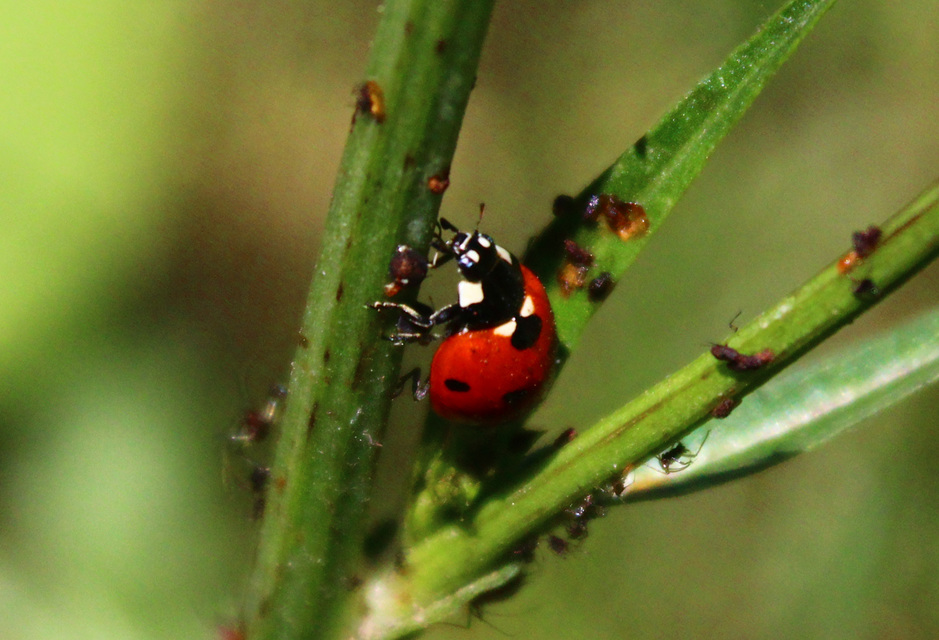 Coccinella septempunctata - hétpettyes katica