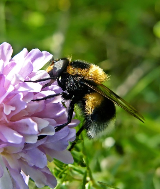 Volucella bombylans - bundás pihelégy