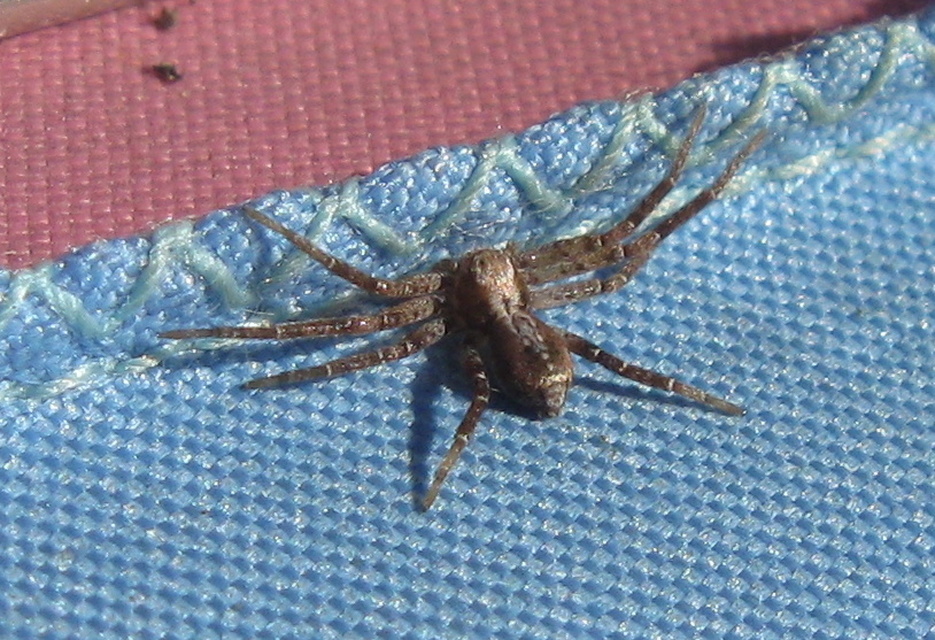 Philodromus