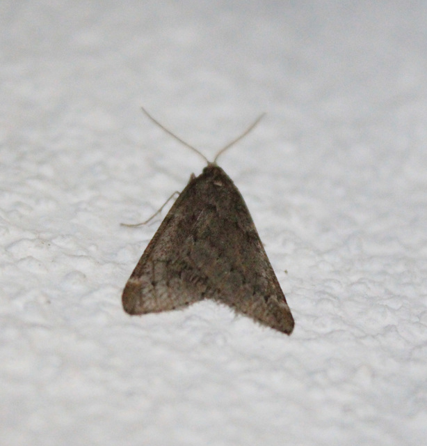 Alsophila aescularia - vadgesztenye-araszoló