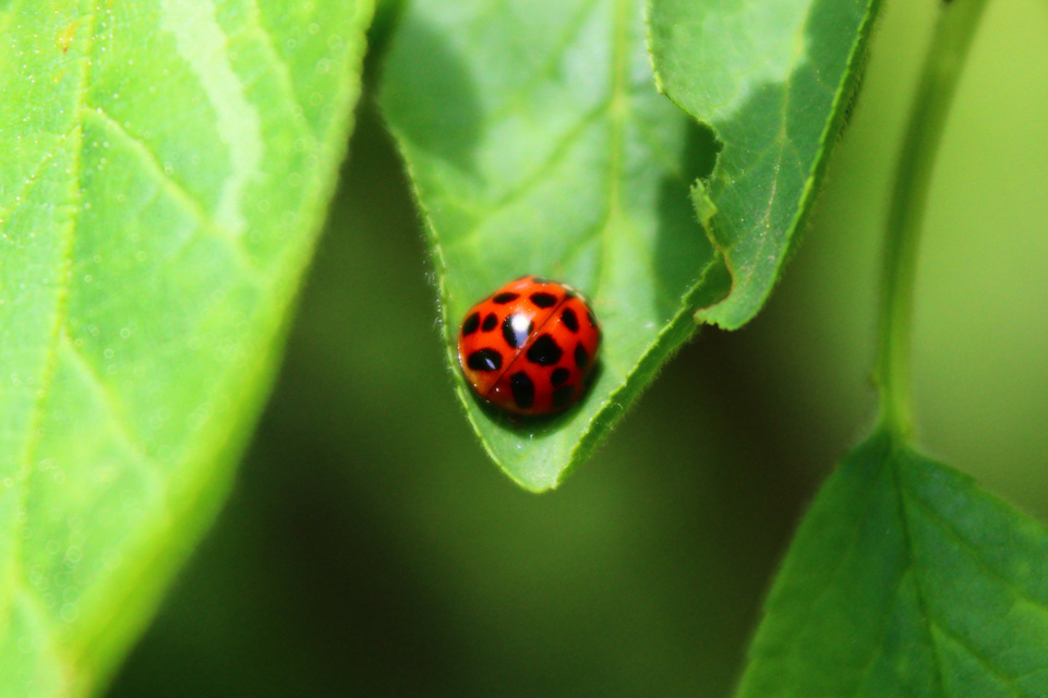 Harmonia axyridis - harlekinkatica
