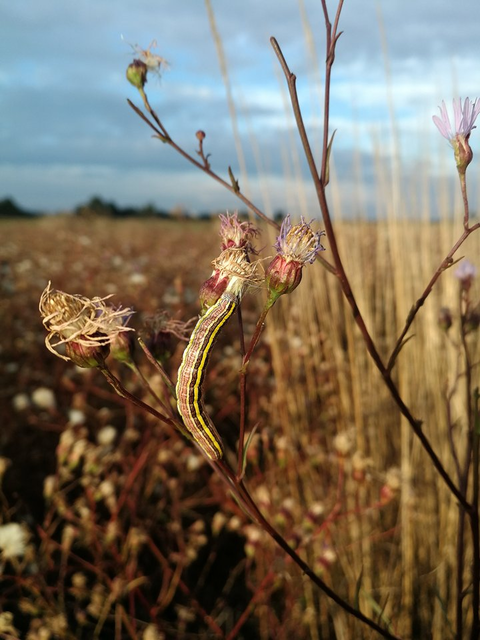 Cucullia asteris - őszirózsa-csuklyásbagoly