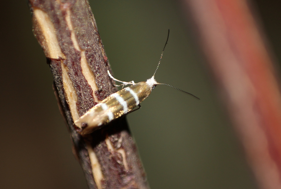 Argyresthia trifasciata - háromsávos boróka-ezüstmoly