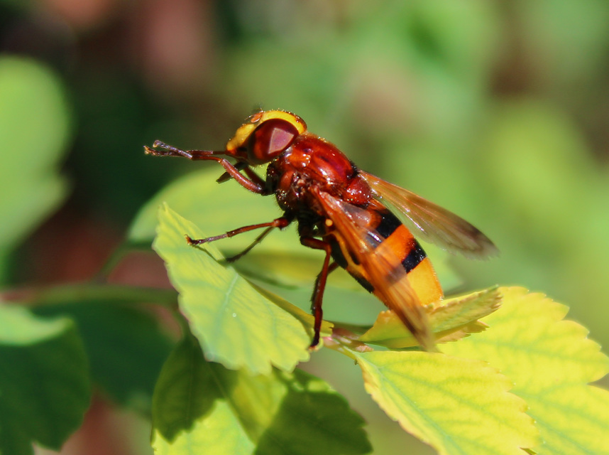 Volucella zonaria - kétöves pihelégy Volucella zonaria - kétöves pihelégy