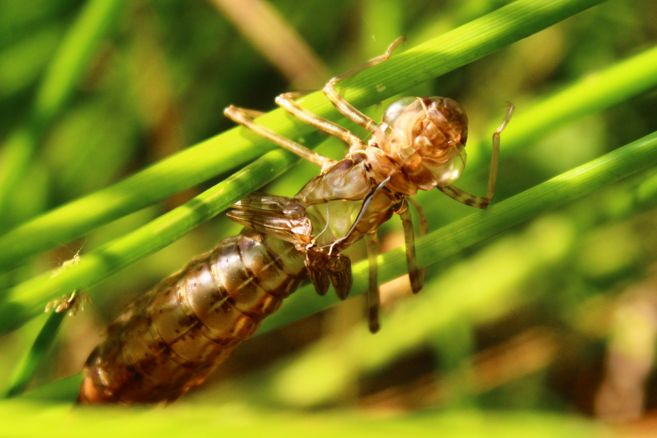 Anax
