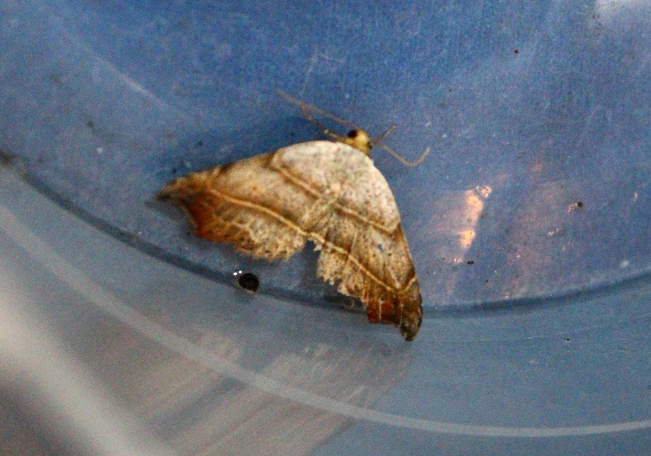 Laspeyria flexula - zuzmóbagoly