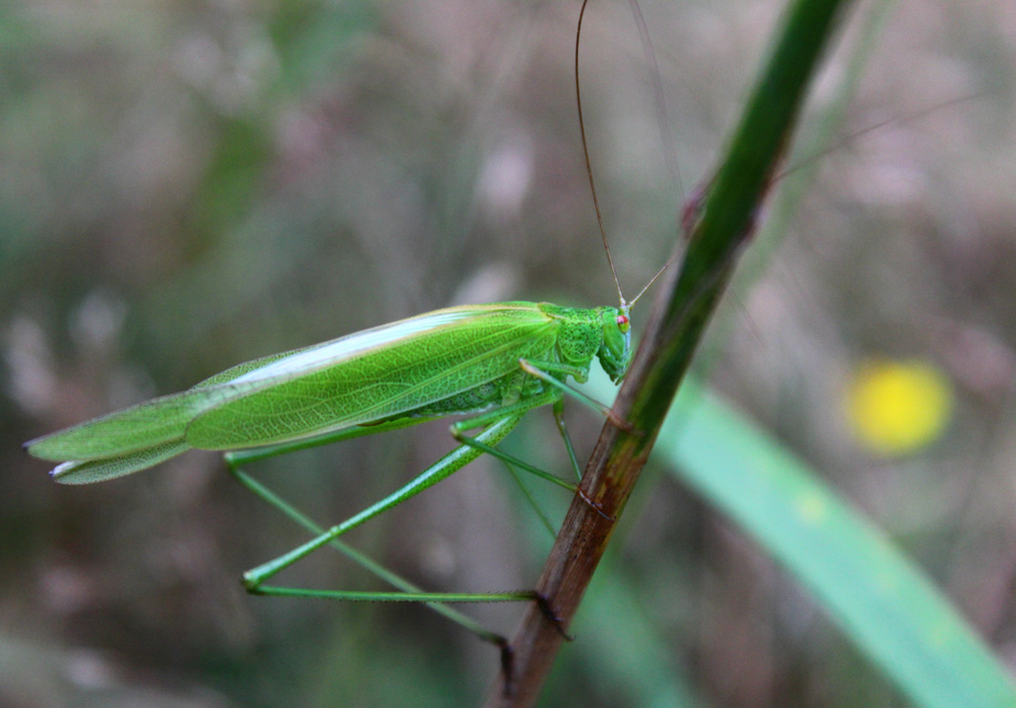 Phaneroptera nana - pontozott repülőszöcske