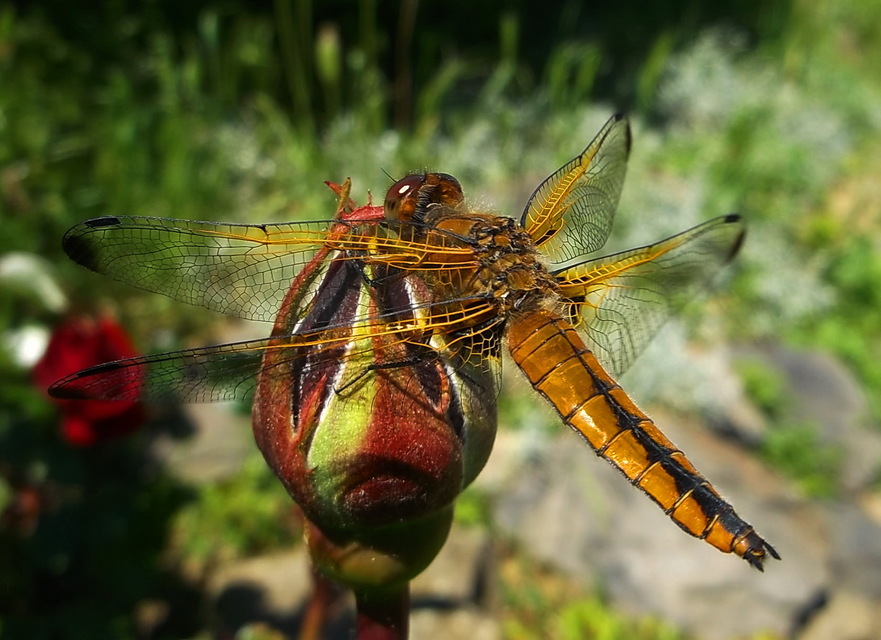 Libellula fulva - kisfoltos laposacsa