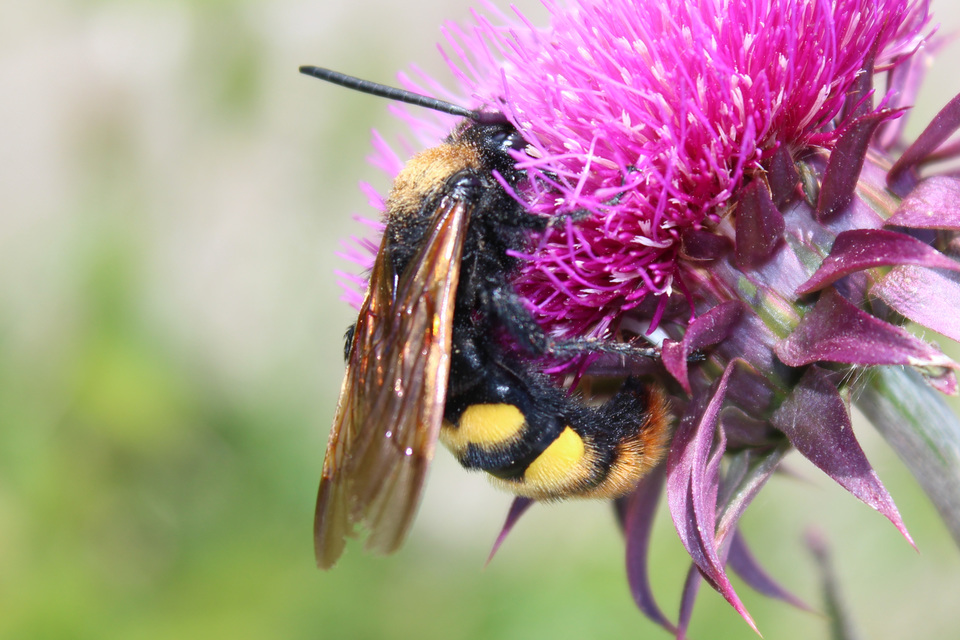 Megascolia maculata - óriás-tőrösdarázs