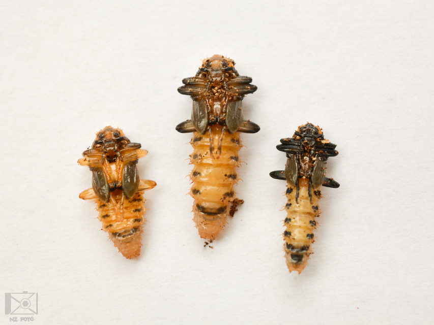 Pyrochroa coccinea - nagy bíborbogár
