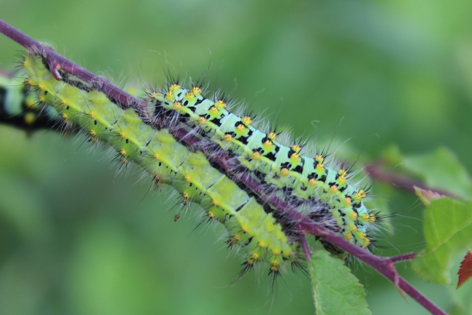 Saturnia pavoniella/pavonia
