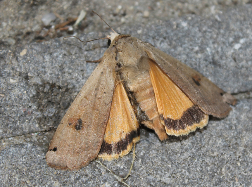 Noctua pronuba - nagy sárgafűbagoly
