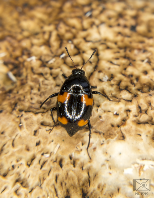 Scaphidium quadrimaculatum - négyfoltos sajkabogár