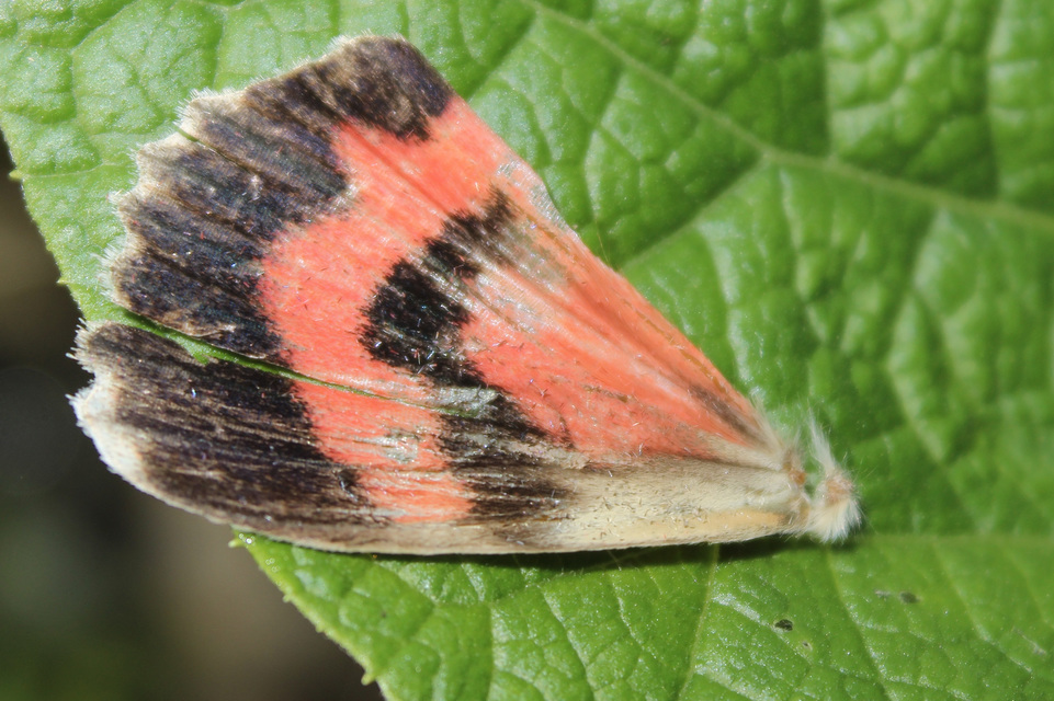 Catocala nupta - piros övesbagoly