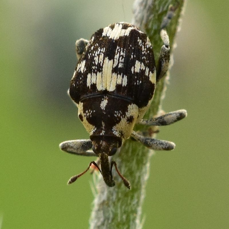 Mogulones gibbicollis - nagyfogú tarkaormányos