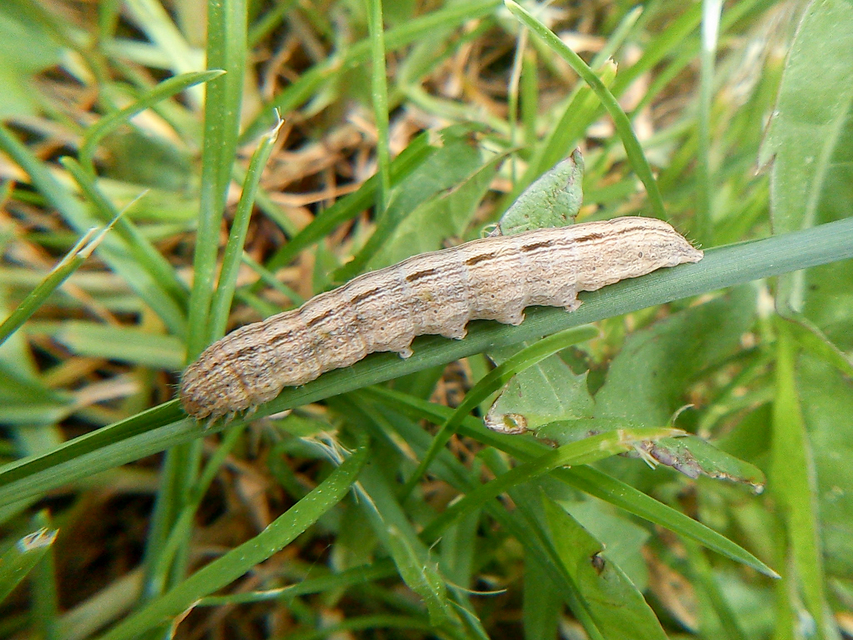 Mythimna