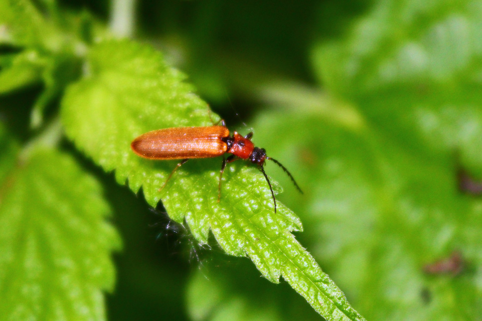 Denticollis linearis - dülledtszemű pattanó