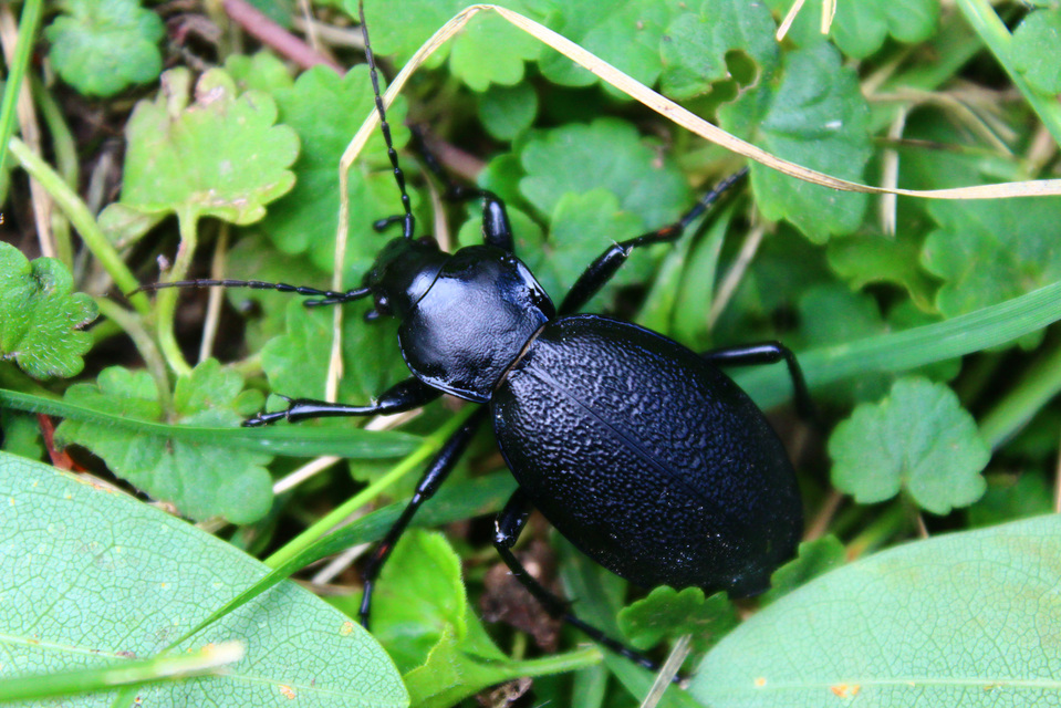 Carabus coriaceus - bőrfutrinka Carabus coriaceus - bőrfutrinka